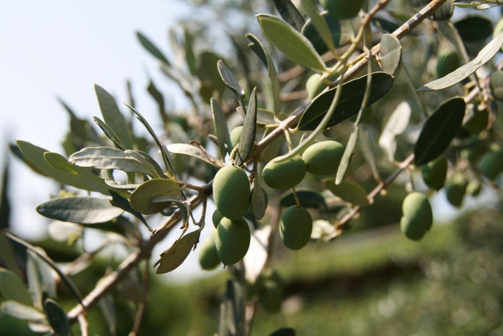 Agriturismo Corte Marzago Salionze Dış mekan fotoğraf